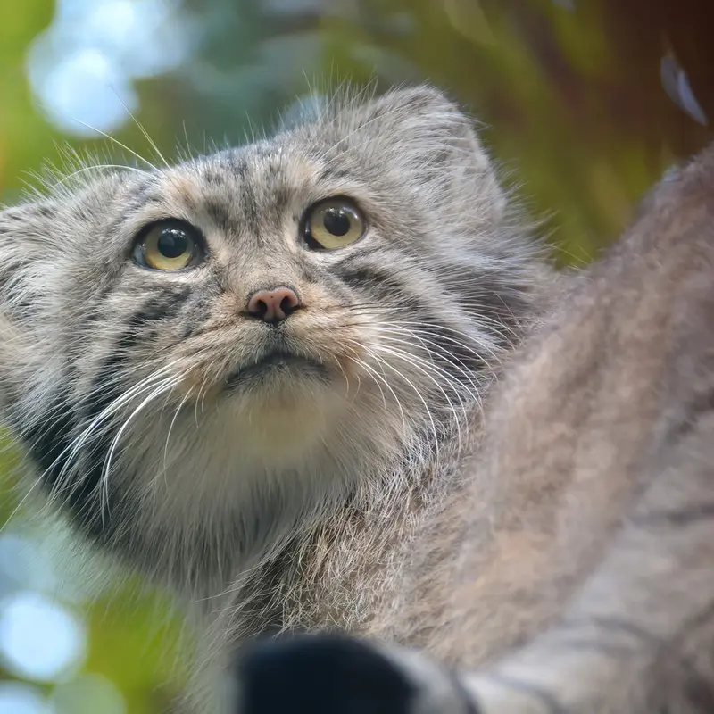 A photograph of Bohus in Budapest Zoo & Botanical Garden