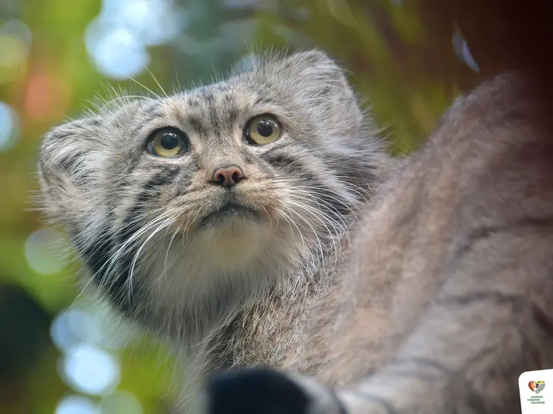 A photograph of Bohus in Budapest Zoo & Botanical Garden
