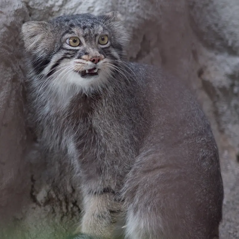 A photograph of Figa in Nogeyama Zoo