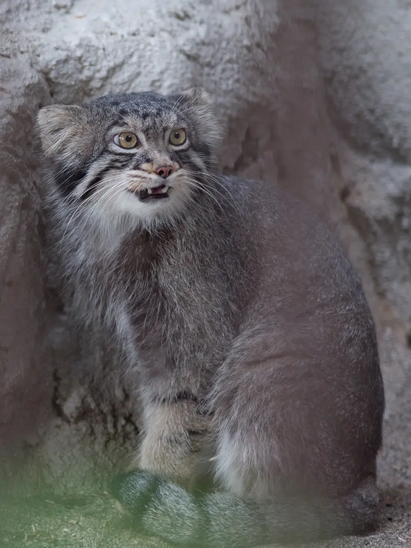 A photograph of Figa in Nogeyama Zoo