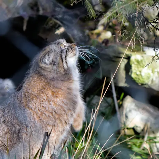 A photograph of Pluschi in Hellabrunn zoo