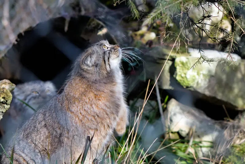 A photograph of Pluschi in Hellabrunn zoo