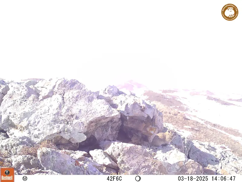 A photograph of Pika from Besshoky 1 camera trap