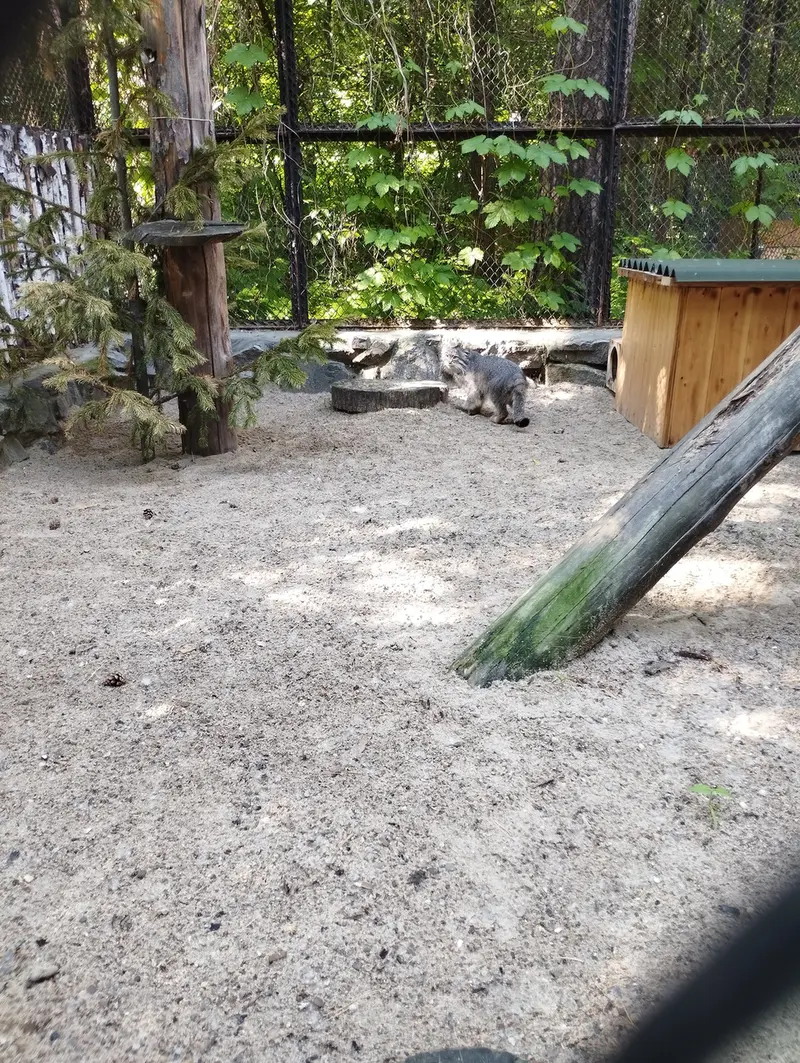 A photograph of a Pallas's cat in Novosibirsk Zoo