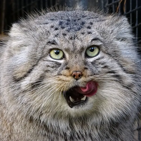 A photograph of Bjorn in Riga Zoo