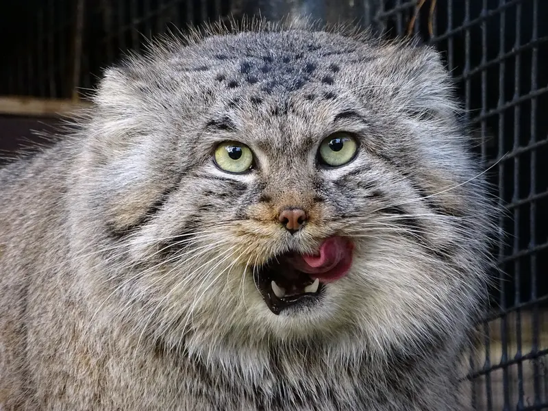 A photograph of Bjorn in Riga Zoo