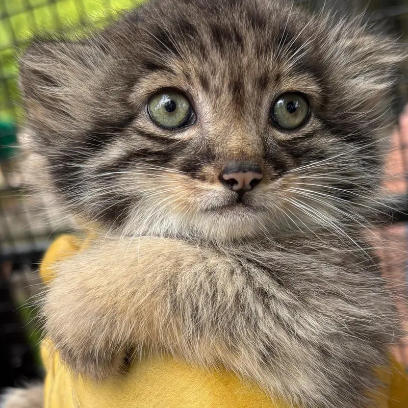 A photograph of Kitten of Eevie b.2026 Ⅲ in Niabi Zoo