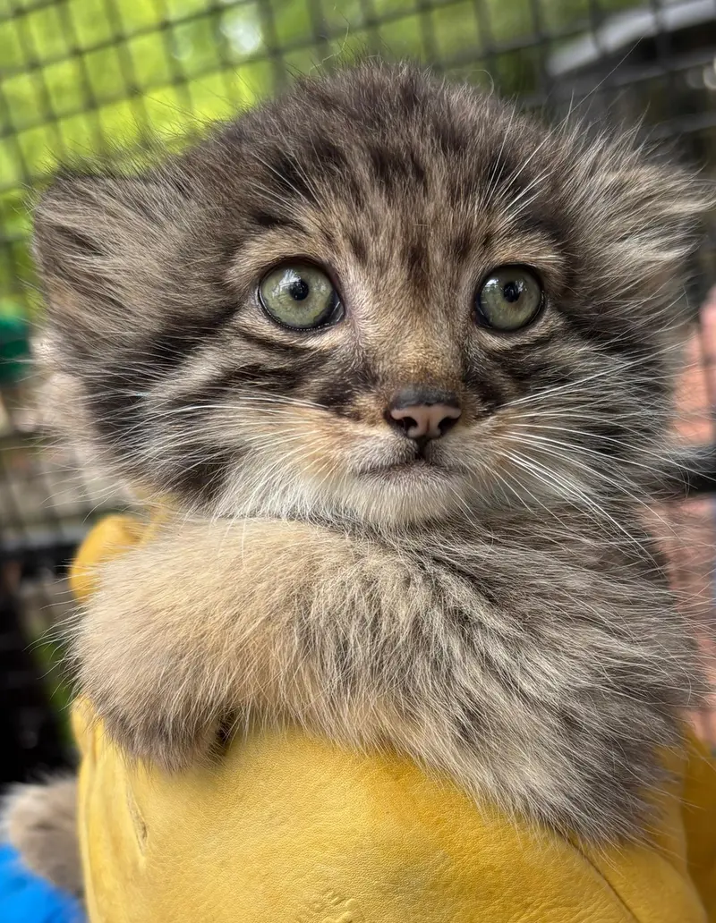 A photograph of Kitten of Eevie b.2026 Ⅲ in Niabi Zoo