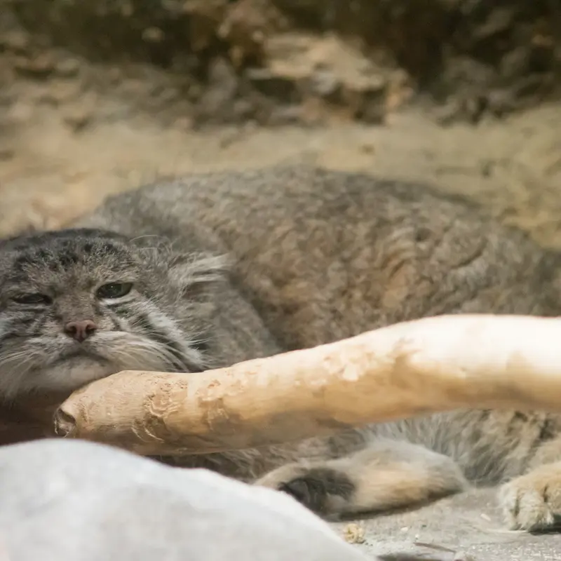 A photograph of Klyon in Ueno Zoological Gardens