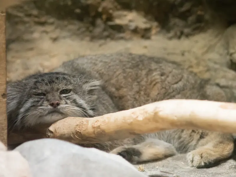 A photograph of Klyon in Ueno Zoological Gardens