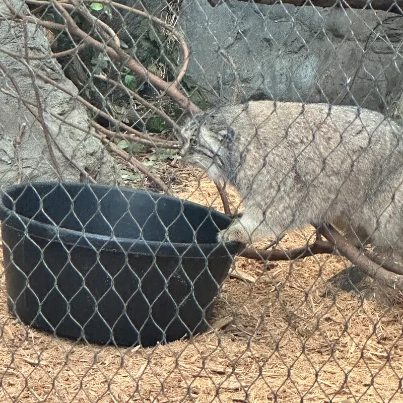 A photograph of Sarnai in Prospect Park Zoo