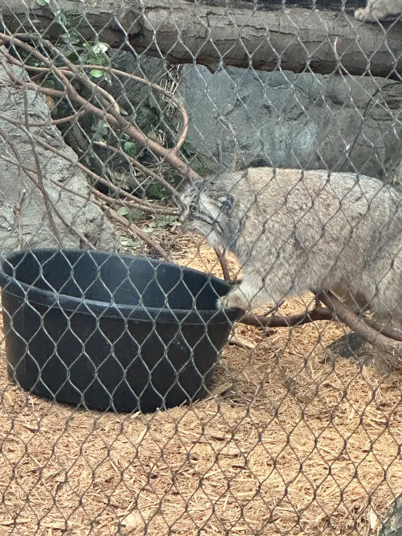 A photograph of Sarnai in Prospect Park Zoo