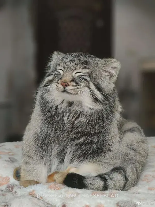 A photograph of Sun Sanlang in Qinghai-Tibet Plateau Wildlife Zoo