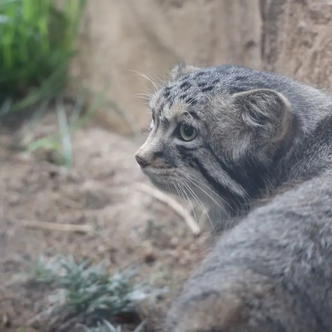 A photograph of Nagomu in Nasu Animal Kingdom