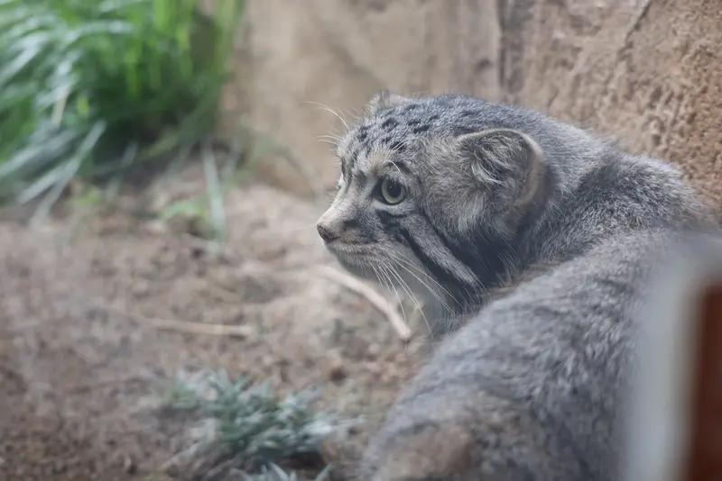 A photograph of Nagomu in Nasu Animal Kingdom