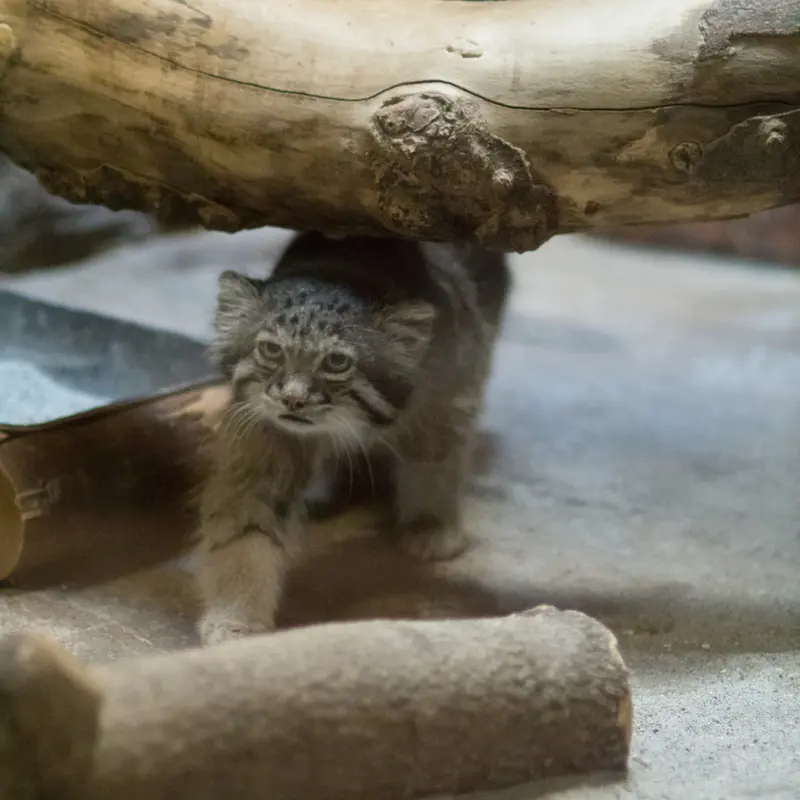 A photograph of Klyon in Ueno Zoological Gardens