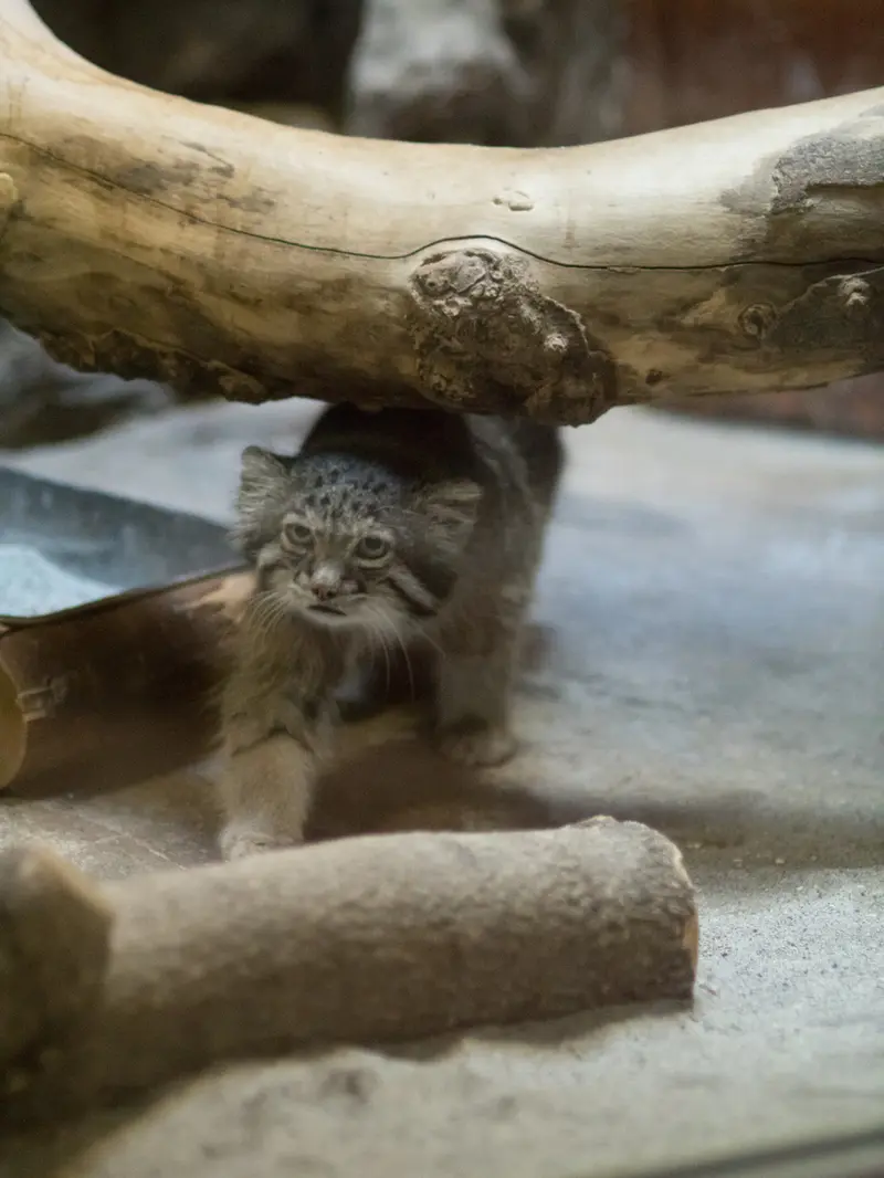 A photograph of Klyon in Ueno Zoological Gardens