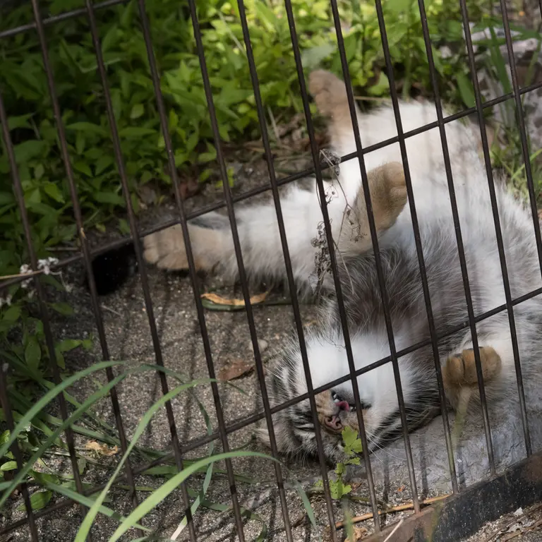 A photograph of Hide in Asahiyama Zoo