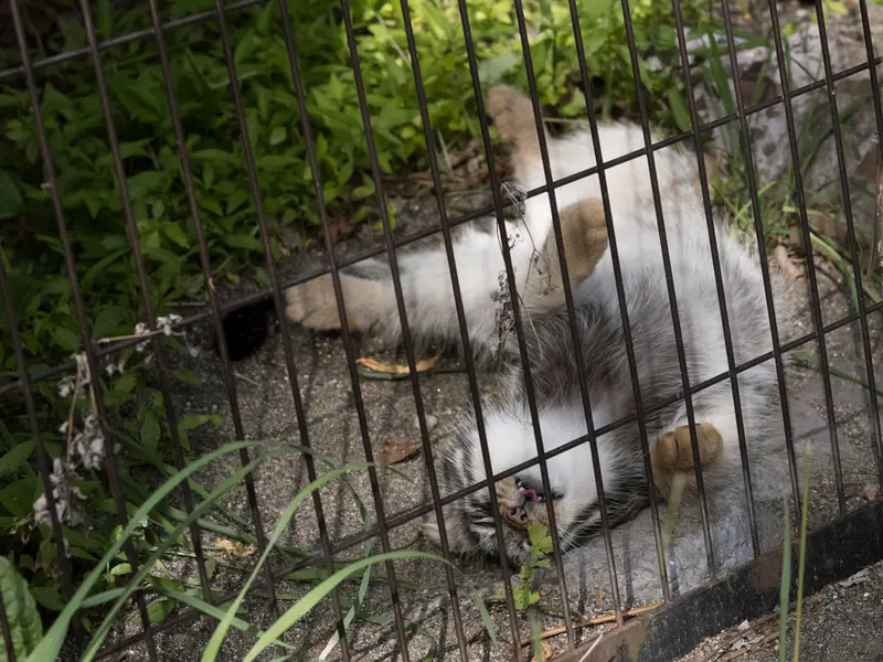 A photograph of Hide in Asahiyama Zoo