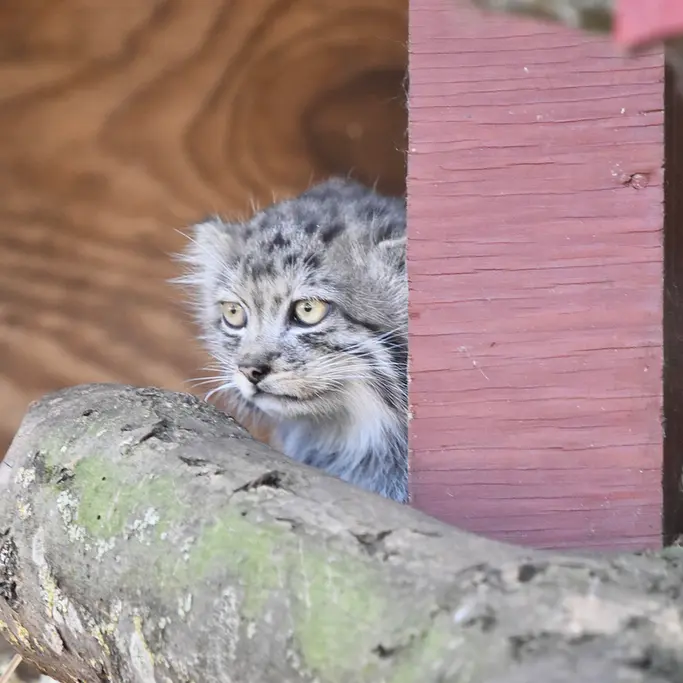 A photograph of a Pallas's cat in Banham Zoo