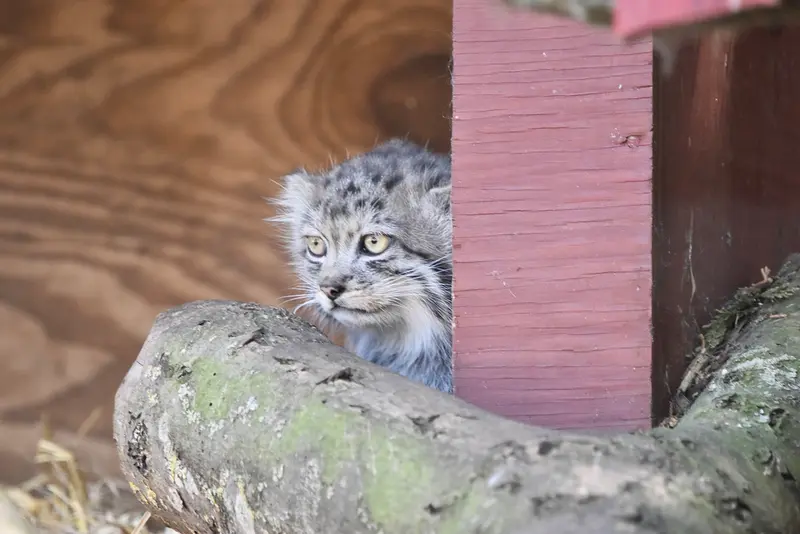 A photograph of a Pallas's cat in Banham Zoo