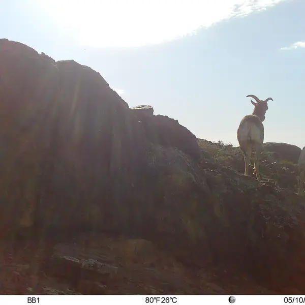 A photograph of Argali from Aktas-Kunkora camera trap