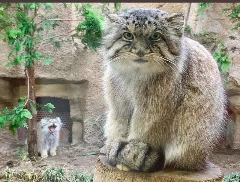 A photograph of a Pallas's cat