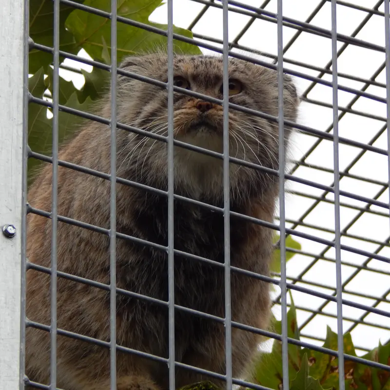 A photograph of Aldan in Zie-Zoo