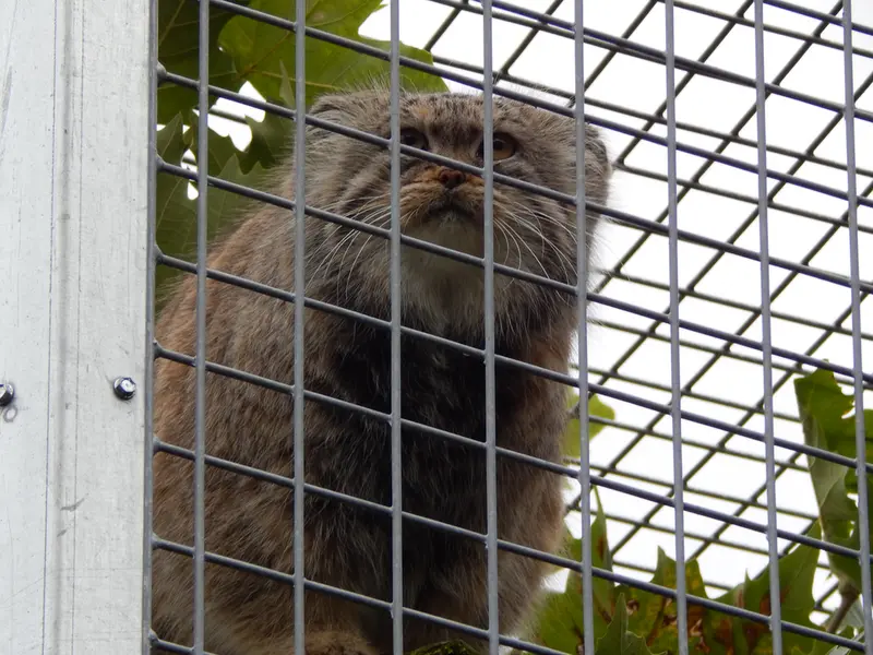 A photograph of Aldan in Zie-Zoo