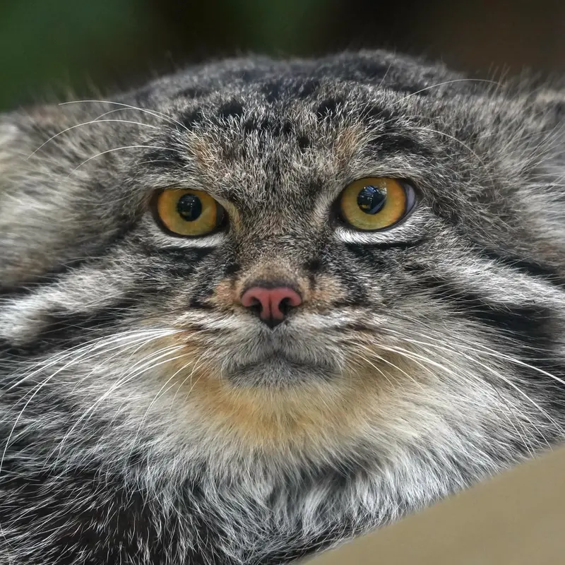 A photograph of Nar in Kobe Animal Kingdom