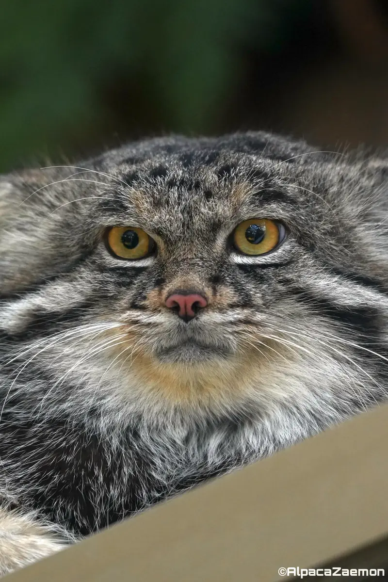 A photograph of Nar in Kobe Animal Kingdom