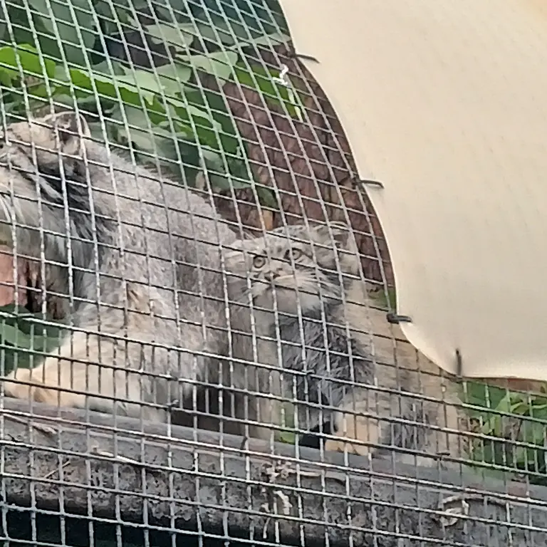 A photograph of Pepe in Leningrad zoo