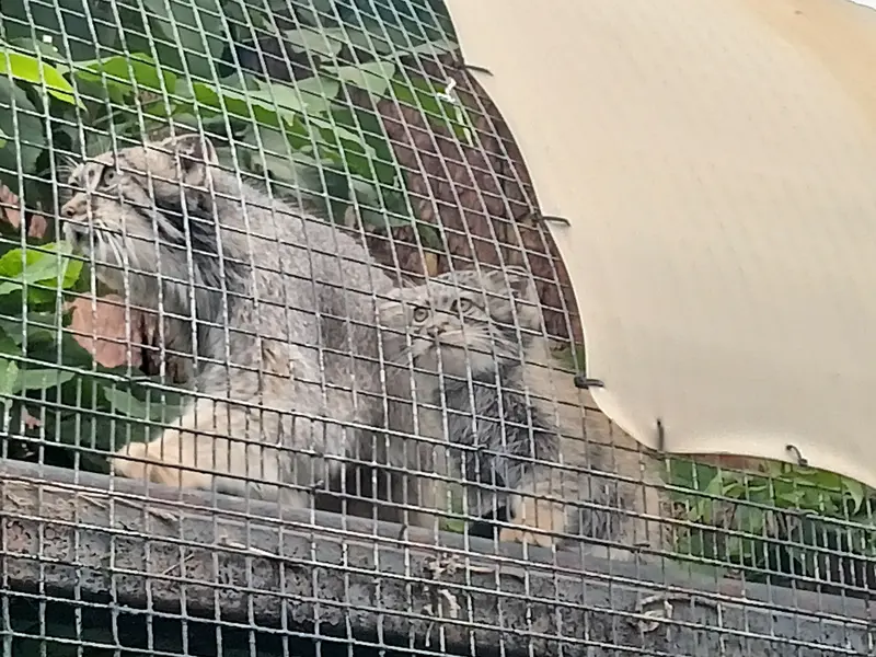 A photograph of Pepe in Leningrad zoo