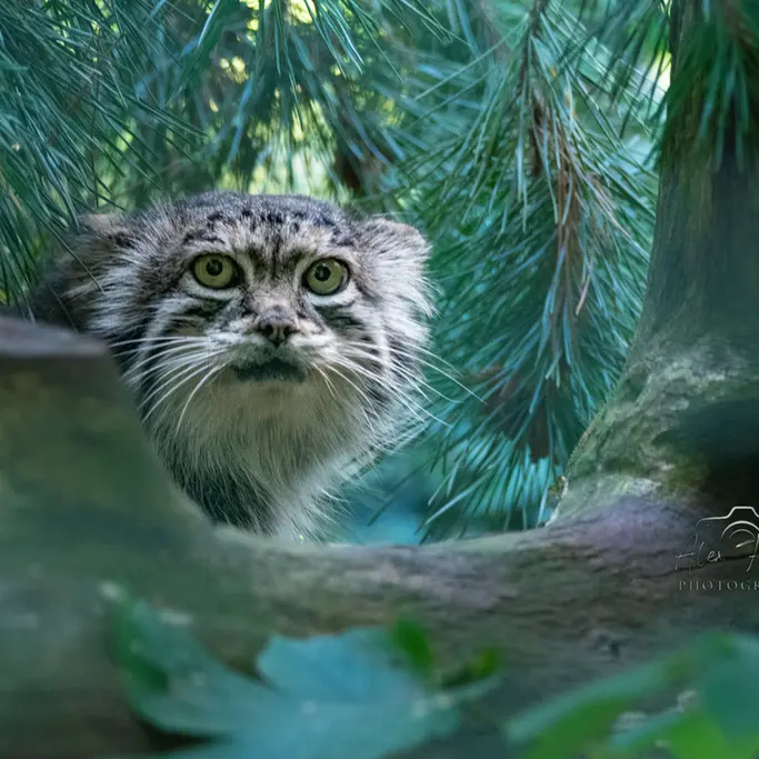A photograph of Siberian girl in Chomutov Zoo