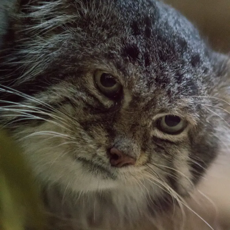 A photograph of Klyon in Ueno Zoological Gardens