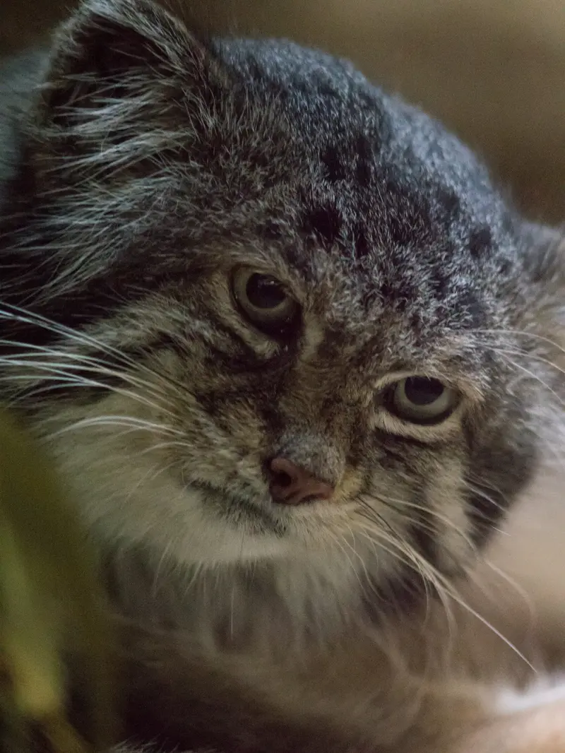 A photograph of Klyon in Ueno Zoological Gardens