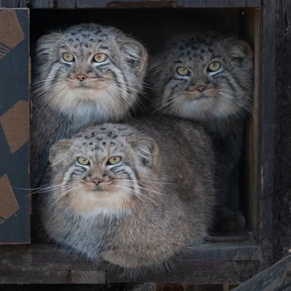 Fluffy Kraków loaves!