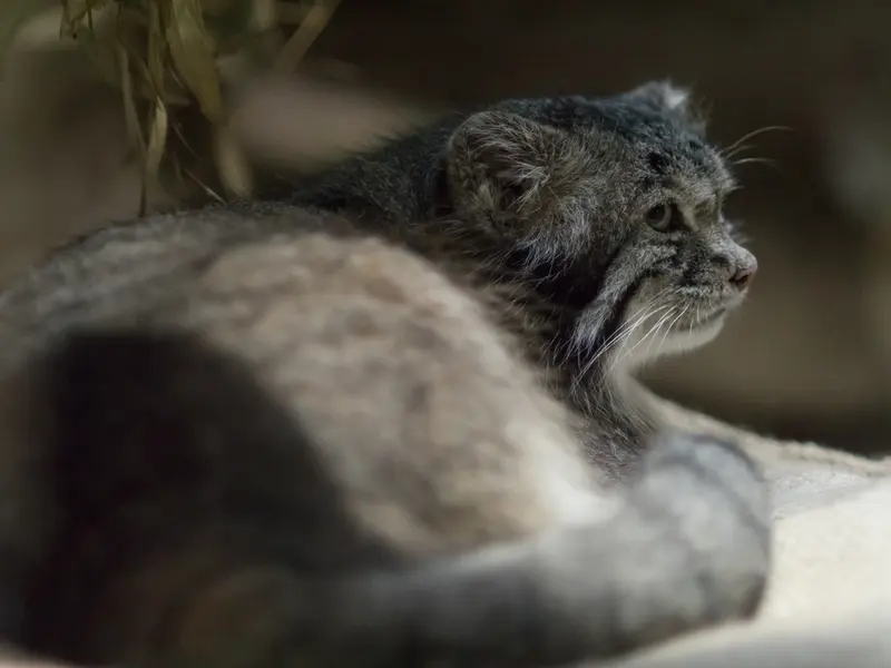 A photograph of Klyon in Ueno Zoological Gardens