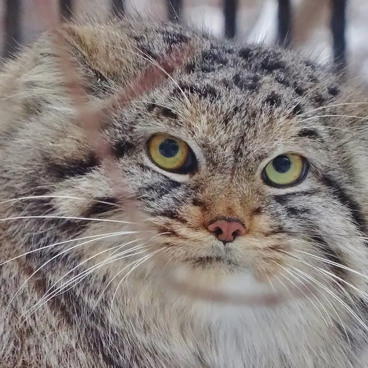 A photograph of Lev in Novosibirsk Zoo