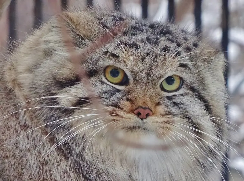 A photograph of Lev in Novosibirsk Zoo