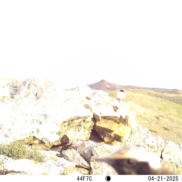 A photograph of a Pallas's cat from Besshoky 1 camera trap