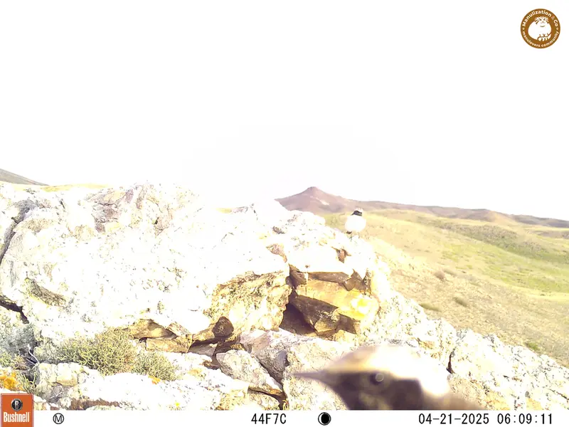 A photograph of a Pallas&#039;s cat from Besshoky 1 camera trap