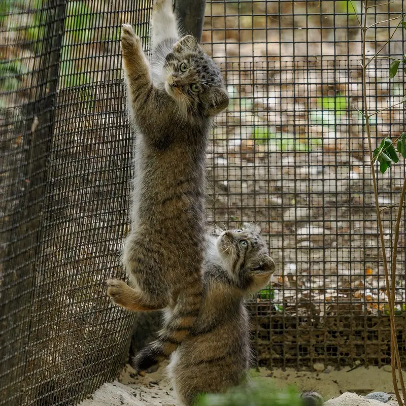 A photograph of a Pallas's cat in Brno Zoo