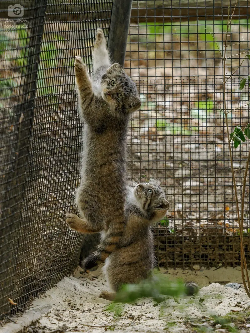 A photograph of a Pallas's cat in Brno Zoo