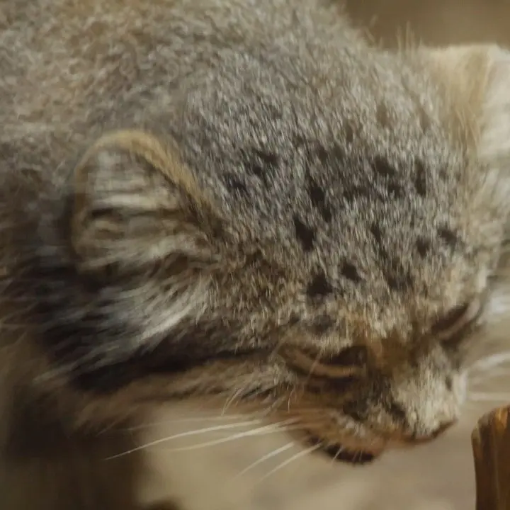 A photograph of a Pallas's cat in Ueno Zoological Gardens
