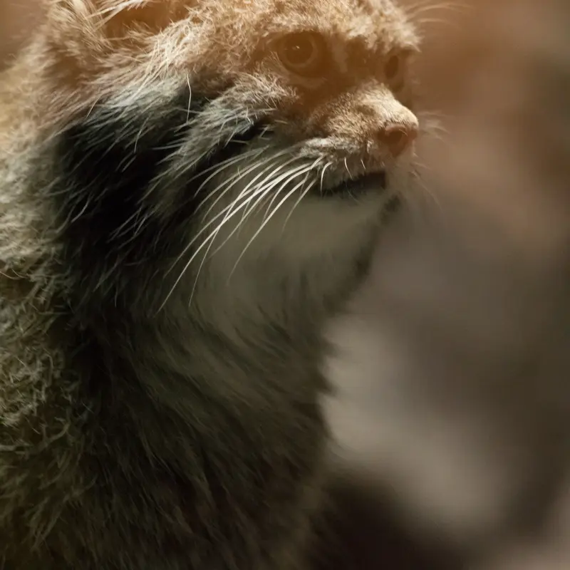 A photograph of Klyon in Ueno Zoological Gardens