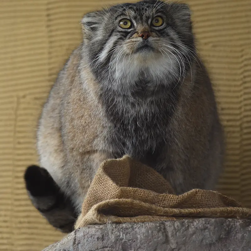 A photograph of Grusha in Asahiyama Zoo