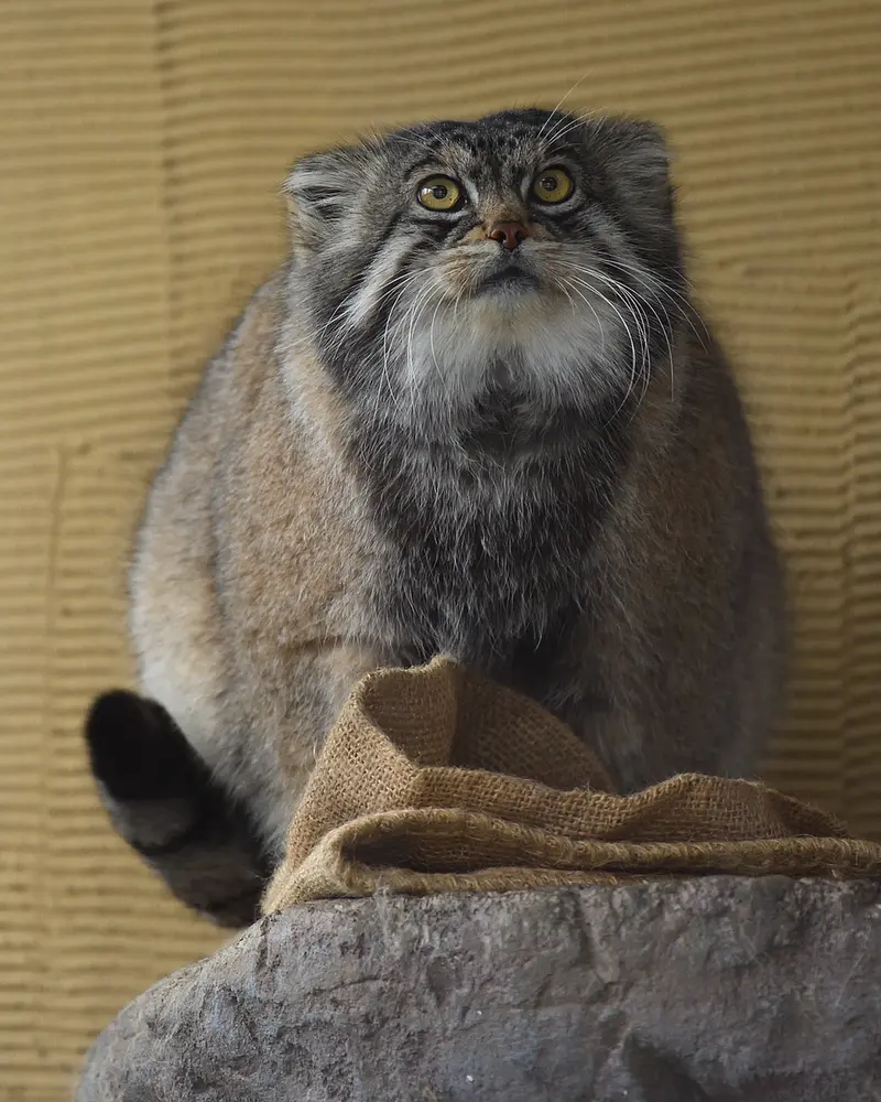 A photograph of Grusha in Asahiyama Zoo