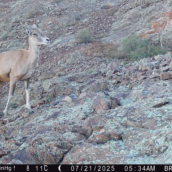 A photograph of Argali from Janator [new] camera trap