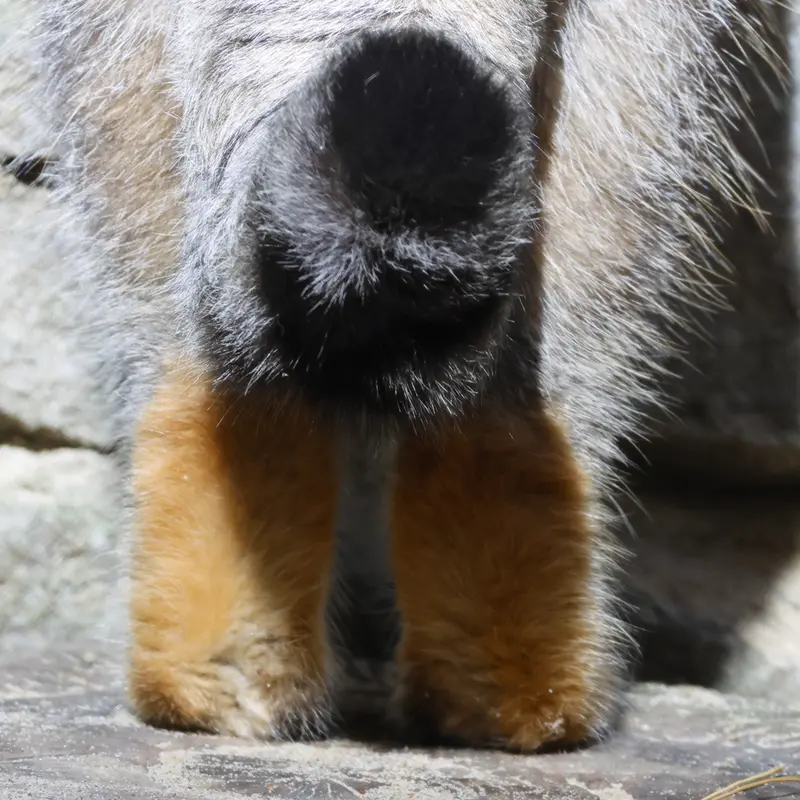 A photograph of Ruf in Novosibirsk Zoo